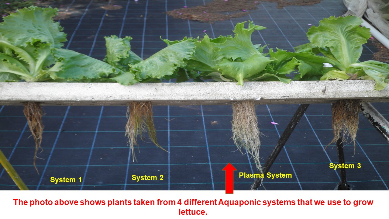 Root comparison of lettuce grown with different nutrients. Our farm 2016